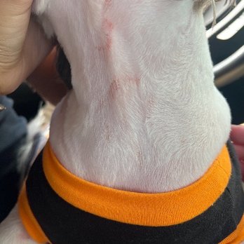 V V Dog Grooming - Pet Groomers Near Me - Plano, Texas V V Dog Grooming - Pet Groomers Near Me - Plano, Texas