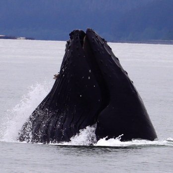 Alaska Tales - Humpback whale - Whale Watching Tours Near Me - Juneau, Alaska Alaska Tales - Humpback whale - Whale Watching Tours Near Me - Juneau, Alaska