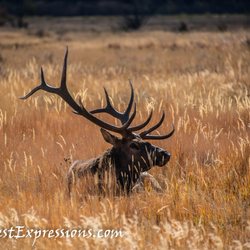 Wild West Expressions - Rocky Mountain National Park, CO