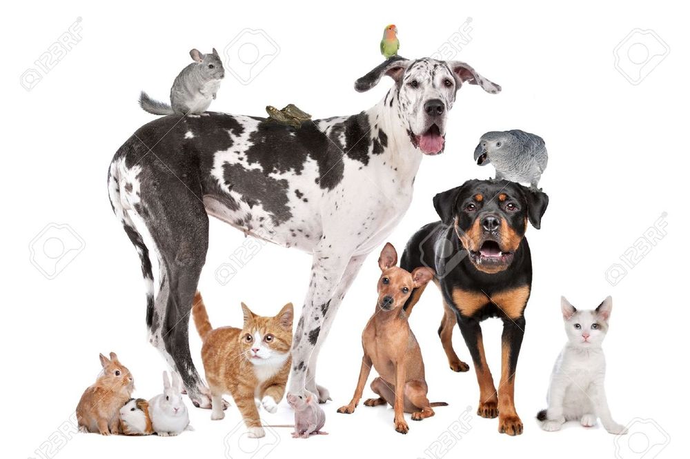 Buckhead Pet Sitters - pet boarding facility in Atlanta, GA