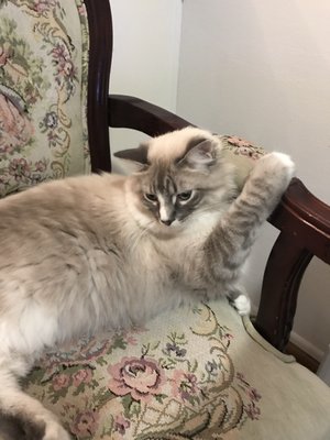 DESLY'S PET GROOMING by null