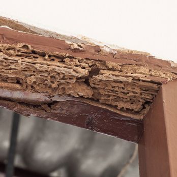 Professional Pest Management - Pest Control Near Me - Temecula, California Professional Pest Management - Pest Control Near Me - Temecula, California