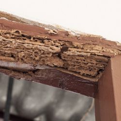 Professional Pest Management