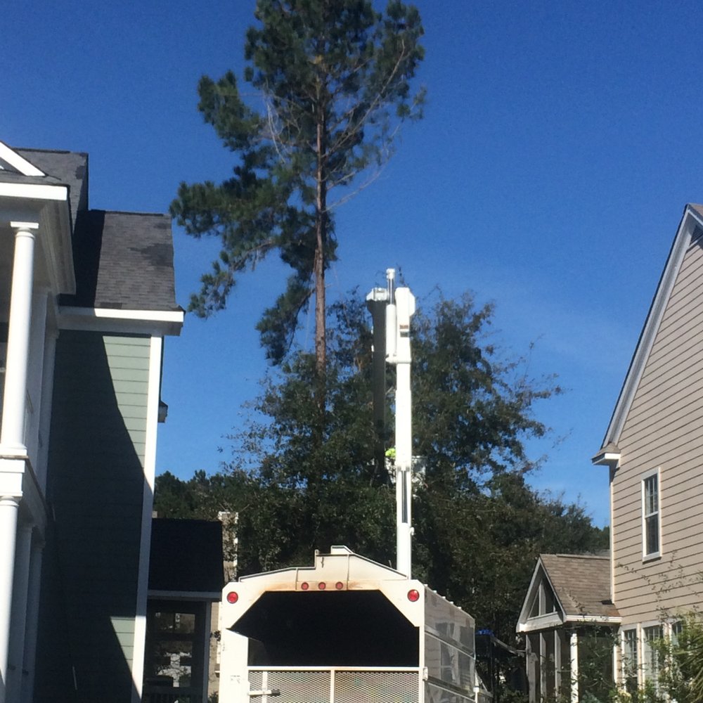 Palmetto Tree Service - Tree Services Near Me - Mount Pleasant, South Carolina