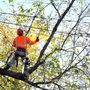 Photo of Sun Country Tree Service