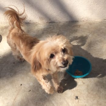 Doggie Dos - Terri helped this puppy beyond words can explain - Pet Groomers Near Me - La Mesa, California Doggie Dos - Terri helped this puppy beyond words can explain - Pet Groomers Near Me - La Mesa, California
