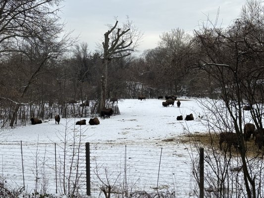 Bronx Zoo by null Bronx Zoo by null