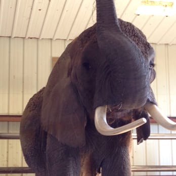 Vision Quest Ranch - Paula-the oldest elephant ~50yrs old!! - Bed & Breakfast Near Me - Salinas, California Vision Quest Ranch - Paula-the oldest elephant ~50yrs old!! - Bed & Breakfast Near Me - Salinas, California