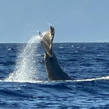 Teralani Sailing Adventures - Whale fluke slapping - Boating Near Me - Lahaina, Hawaii Teralani Sailing Adventures - Whale fluke slapping - Boating Near Me - Lahaina, Hawaii