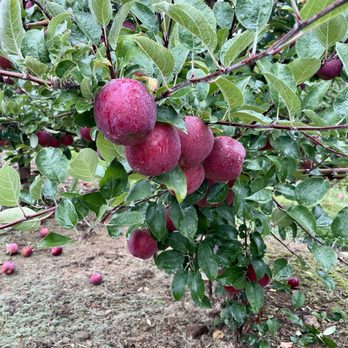 Sun High Orchard - Apples - Farmers Market Near Me - Randolph, New Jersey