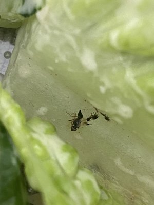 Best Burgers by null