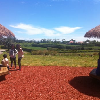 Sweet Red Strawberries - Fruits & Veggies Near Me - Auckland, AUK