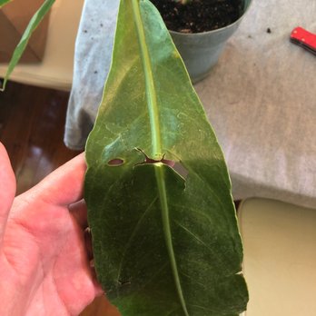 Tennessee Tropicals - Broken midrib - Nurseries & Gardening Near Me - Springfield, Tennessee
