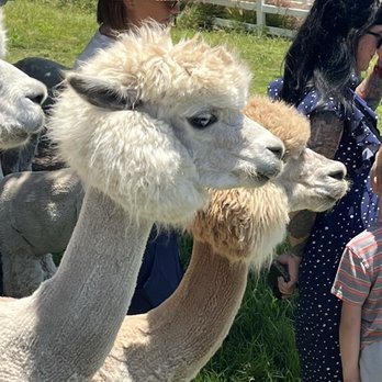 Canzelle Alpacas - Farms Near Me - Carpinteria, California Canzelle Alpacas - Farms Near Me - Carpinteria, California