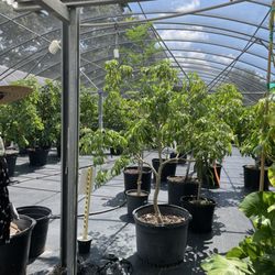 Julie's Tropical Plants - Mango trees