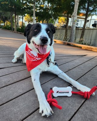 Mighty Dog Roofing North Orlando