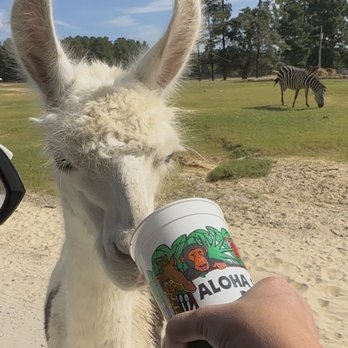 Aloha Safari Park - Zoos Near Me - Cameron, North Carolina Aloha Safari Park - Zoos Near Me - Cameron, North Carolina