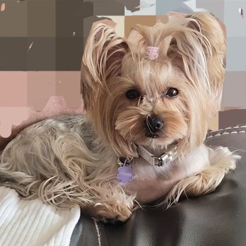 Doggie Dos - Pet Groomers Near Me - La Mesa, California Doggie Dos - Pet Groomers Near Me - La Mesa, California