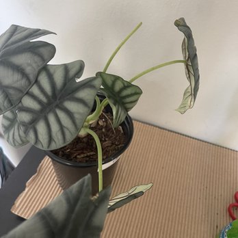 Plantiitas - Damaged Silver Dragon leaves. - Home Decor Near Me - Long Beach, California Plantiitas - Damaged Silver Dragon leaves. - Home Decor Near Me - Long Beach, California