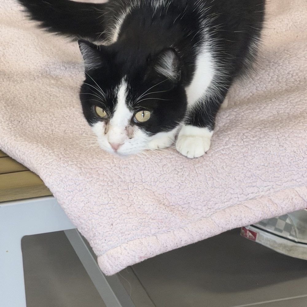 Cat Nap Hangout - Pet Adoption Near Me - Huntington Beach, California Cat Nap Hangout - Pet Adoption Near Me - Huntington Beach, California