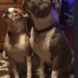 Olive on the left my sons good girl
