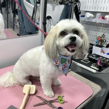 Pawfect Cuts Mobile Dog Spa - Pet Groomers Near Me