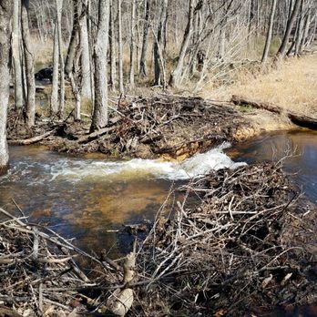 Calvert Cliffs State Park - Small waterfall - Parks Near Me