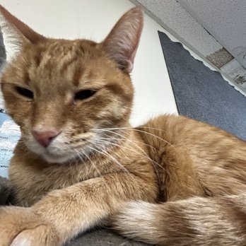 The Cozy Catfe - Orange cat - Pet Adoption Near Me - Arlington, Texas The Cozy Catfe - Orange cat - Pet Adoption Near Me - Arlington, Texas