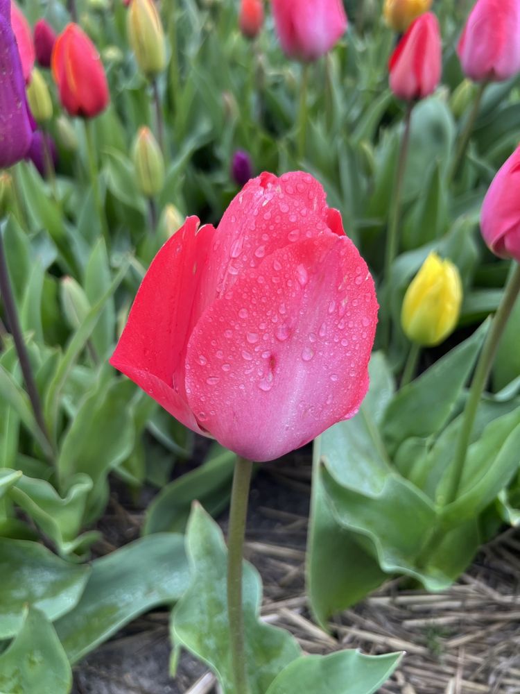 THE TULIP EXPERIENCE Delfweg 37, Noordwijkerhout, ZuidHolland, The