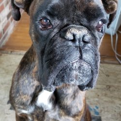 The Barking Dog - Hooksett - Fletcher