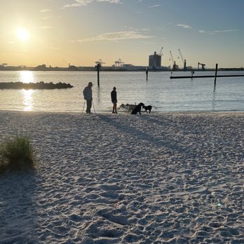 Davis Island Dog Beach - Sunday funday - Dog Parks Near Me - Tampa, Florida Davis Island Dog Beach - Sunday funday - Dog Parks Near Me - Tampa, Florida