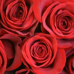Henningsen's Flowers and Gifts - Fresh roses.