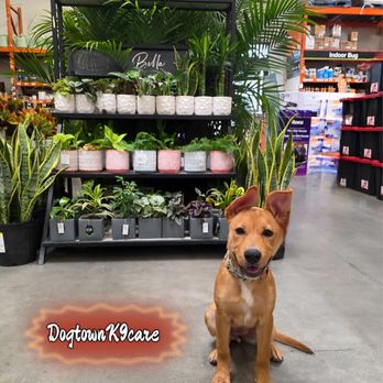 Dogtown K9 Care - Home Depot visit with training - Pet Training Near Me Dogtown K9 Care - Home Depot visit with training - Pet Training Near Me
