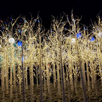 Blossoms of Light - Festive - Botanical Gardens Near Me - Denver, Colorado