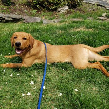 Warnes Labrador Retrievers - Pet Breeders Near Me - Albion, New York Warnes Labrador Retrievers - Pet Breeders Near Me - Albion, New York