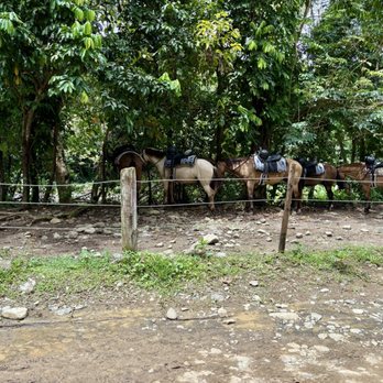 Carabali Rainforest Park - Horseback Riding Near Me - Luquillo, Puerto Rico Carabali Rainforest Park - Horseback Riding Near Me - Luquillo, Puerto Rico
