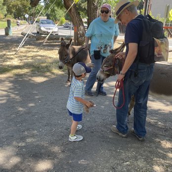 Cornelis Bol Park - Donkeys!! - Parks Near Me - Palo Alto, California Cornelis Bol Park - Donkeys!! - Parks Near Me - Palo Alto, California