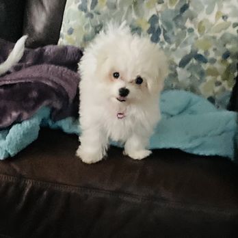 Too Sweet Kennel - This is Macy. The name Macy means gift from Yahweh, and Macy certainly has been that to me since I lost my other dog recently. - Pet Breeders Near Me - Sylva, North Carolina