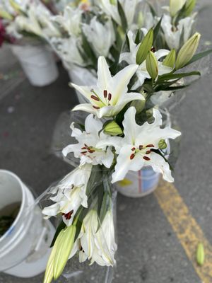 Alemany Farmer's Market by null