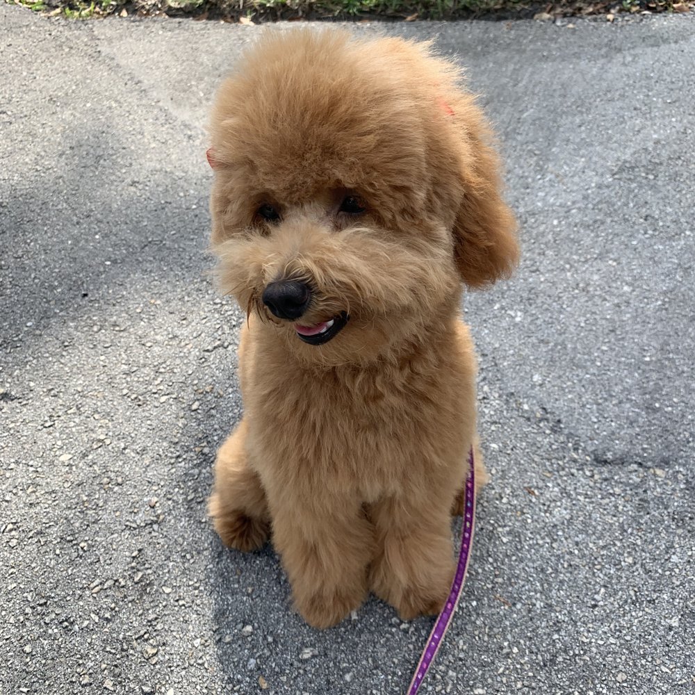 Canine Capers - Pet Groomers Near Me - Plantation, Florida Canine Capers - Pet Groomers Near Me - Plantation, Florida
