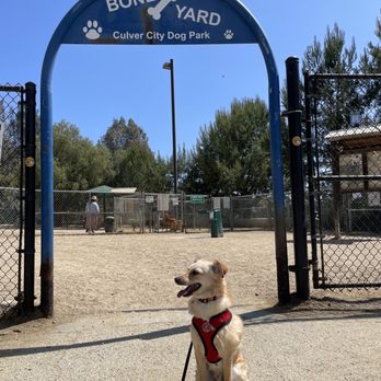 Exquisite Culver City Dog Boarding Image in 4K Exquisite Culver City Dog Boarding Image in 4K