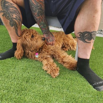 Puppy K All Day - Pet Training Near Me