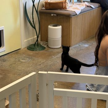 Nabi Cat Cafe - Black cat - Themed Cafes Near Me - Santa Clara, California Nabi Cat Cafe - Black cat - Themed Cafes Near Me - Santa Clara, California