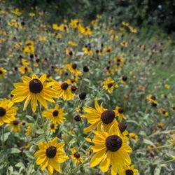 Spriggs Farm Park