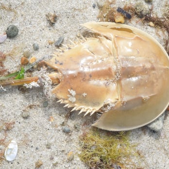 Ridgevale Beach - Lots of horseshoe crabs - Beaches Near Me - Chatham, Massachusetts
