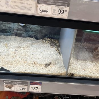 Petco - Even more snakes! They probably have heat lamps on in these things and these guys have NOWHERE to hide! - Pet Training Near Me - Kokomo, Indiana