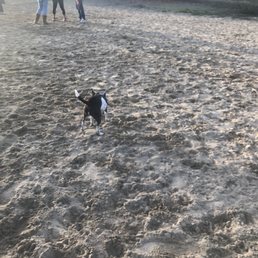 My small dog at the park