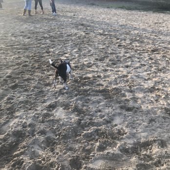 Alameda Small Dog Park - My small dog at the park - Dog Parks Near Me - Alameda, California