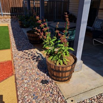 Ruiz Landscape - Hummingbird Sage, originally two 1-gallon plants installed by Ruiz Landscaping, subsequently thriving. Yard drain next to plant. - Landscaping Near Me - Hemet, California