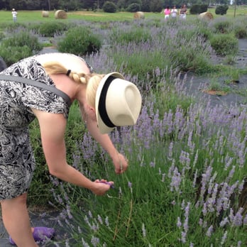 Seven Oaks Lavender Farm - Flowers & Gifts Near Me - Catlett, Virginia Seven Oaks Lavender Farm - Flowers & Gifts Near Me - Catlett, Virginia